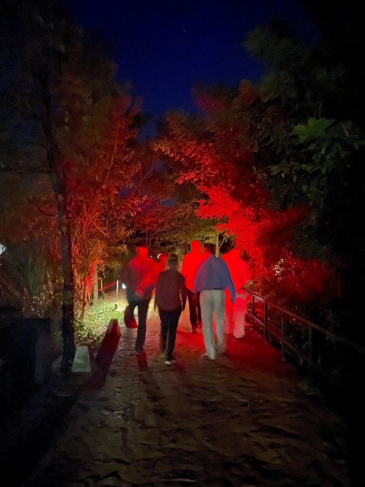 In Sri Lanka, a curated nocturnal tour is designed to spot the elusive Grey Slender Loris