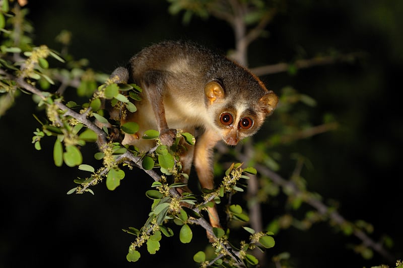 Kalyan Varma (Kalyanvarma)/ Wikimedia Commons : Grey Slender Loris is native to India and Sri Lanka, and inhabits subtropical and tropical dry forests and subtropical or tropical moist lowland forests.