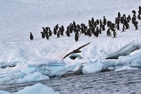 Penguin colonies