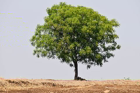 The "Aravalli Green Wall Project" will involve the planting of 42 local species in Delhi, such as the neem tree (seen here)