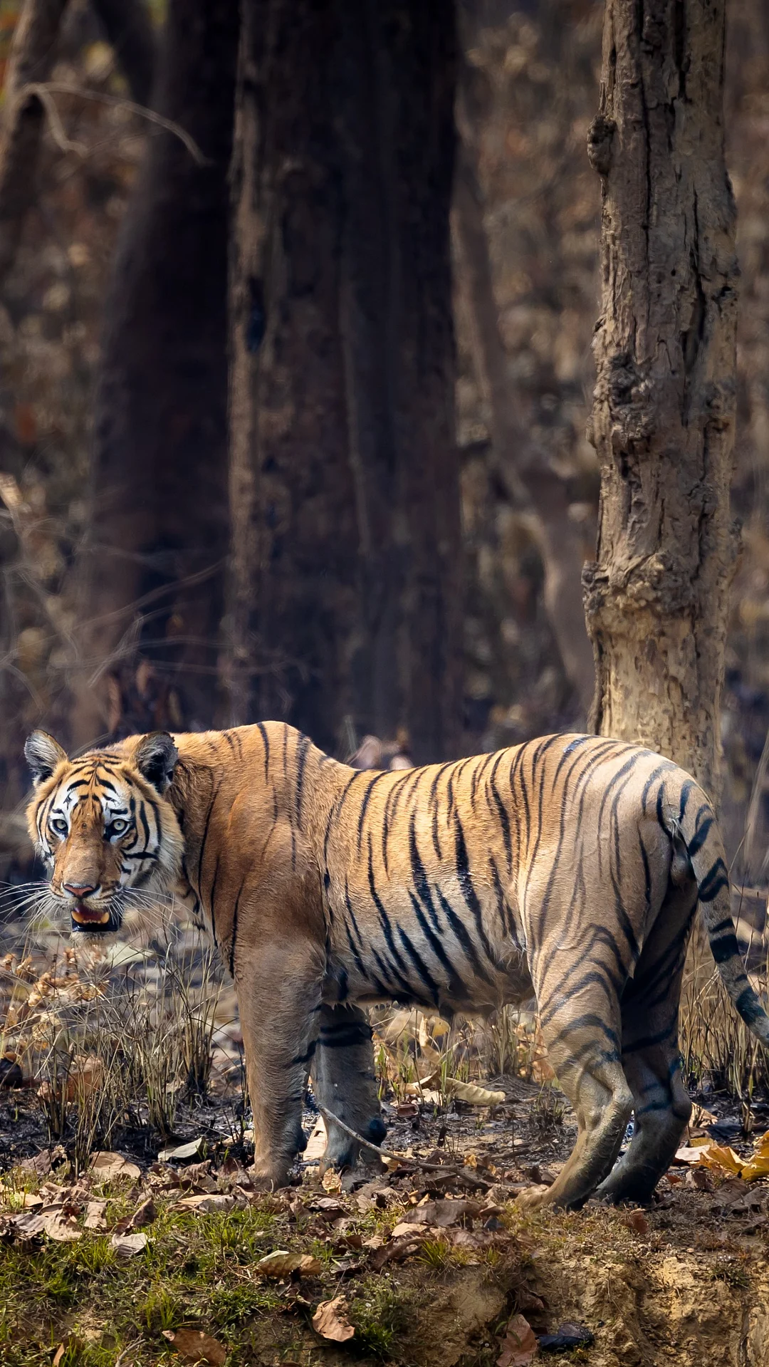 Royal Bengal Tiger for representational purpose only