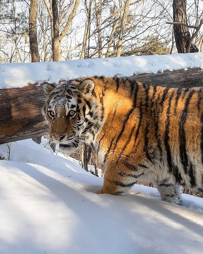A shot of a Siberian tiger