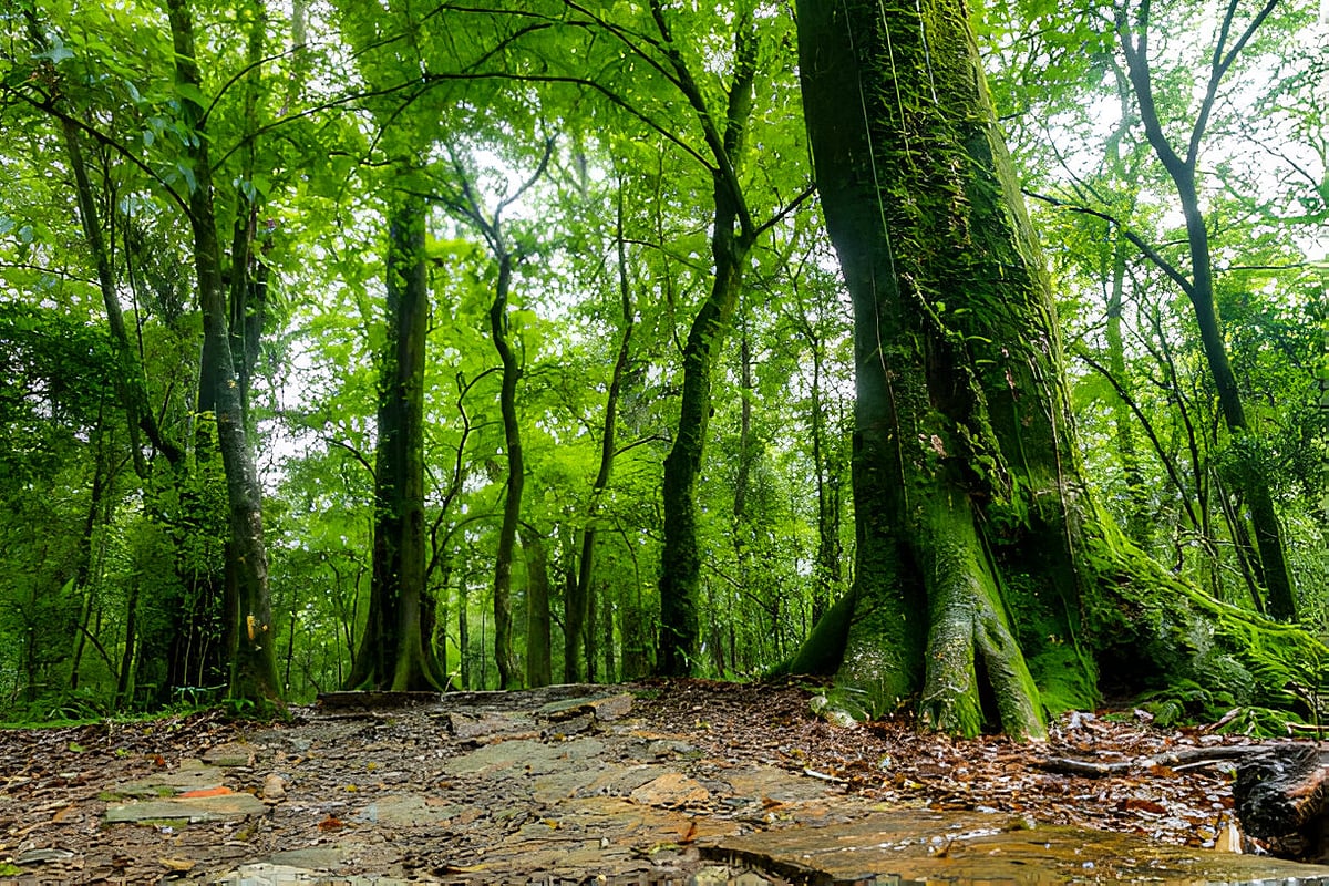 RahulDsilva/Shutterstock : The sacred forest of Mawphlang in Meghalaya