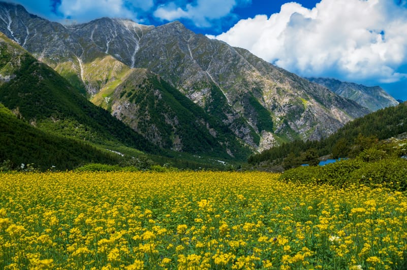 Chitkul, a village in the Kinnaur district, is the last village on the old Hindustan-Tibet trade route