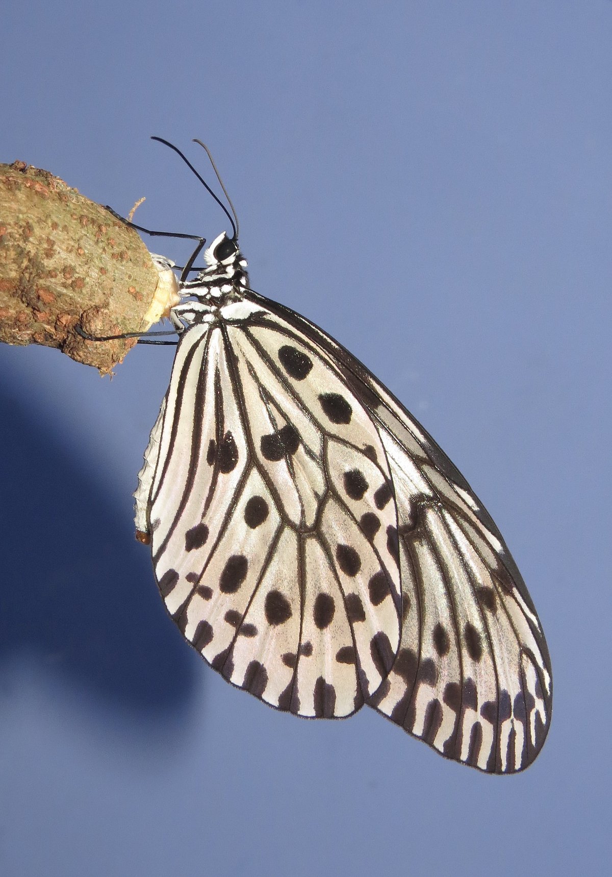 Wikimedia Commons : A shot of a Malabar Tree Nymph
