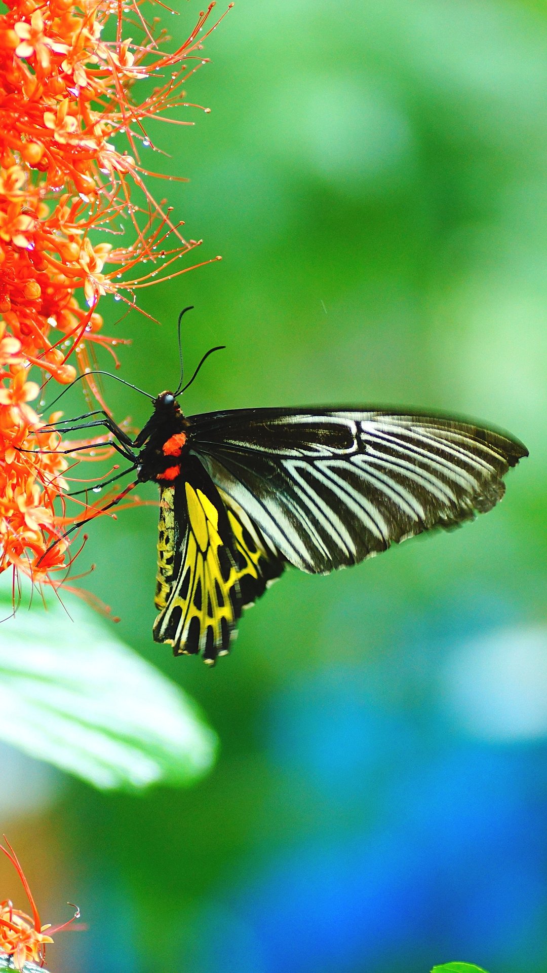 A beautiful Southern Birdwing
