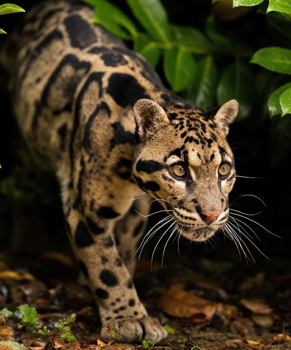 Shutterstock : The clouded leopard is a wild cat species found across parts of Asia