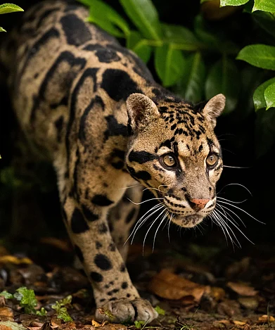 Shutterstock : The clouded leopard is a wild cat species found across parts of Asia