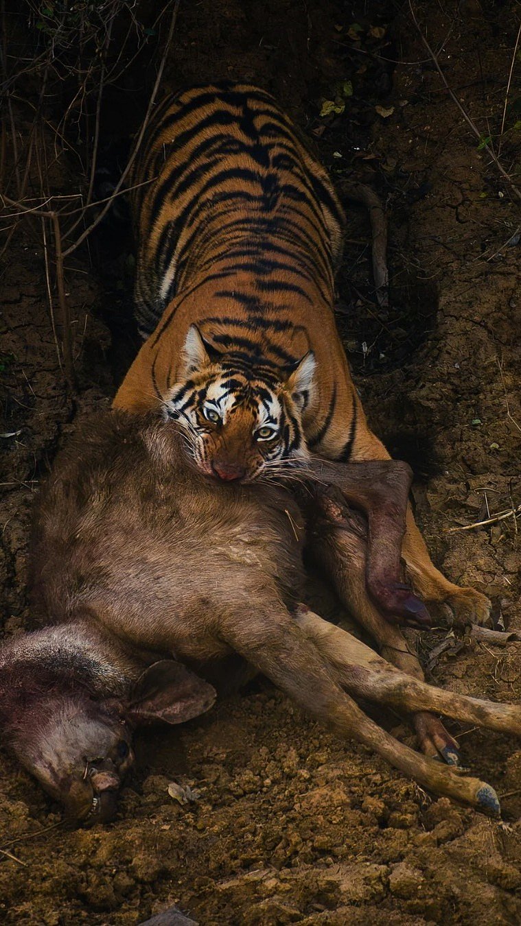 A tiger drags its prey