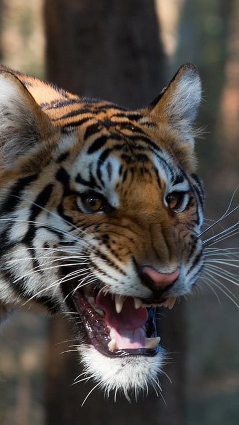 A portrait of a tiger for representation purposes only