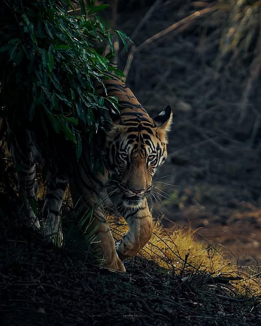 Tigers of Central India/facebook : “The Silent Hunter” by Sudhir Shivaram