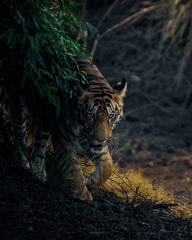 Tigers of Central India/facebook : “The Silent Hunter” by Sudhir Shivaram
