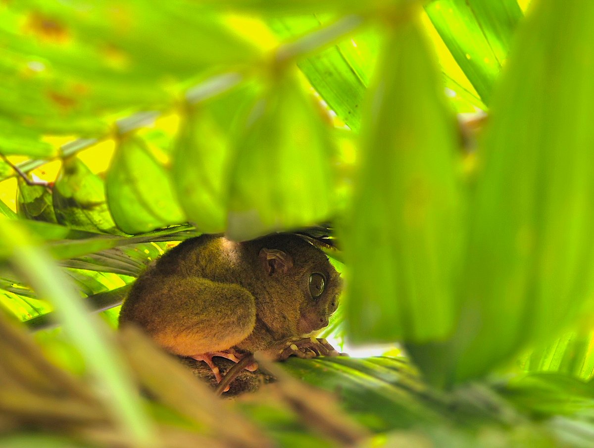At Tarsier Sanctuary in Loboc