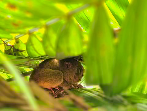 At Tarsier Sanctuary in Loboc