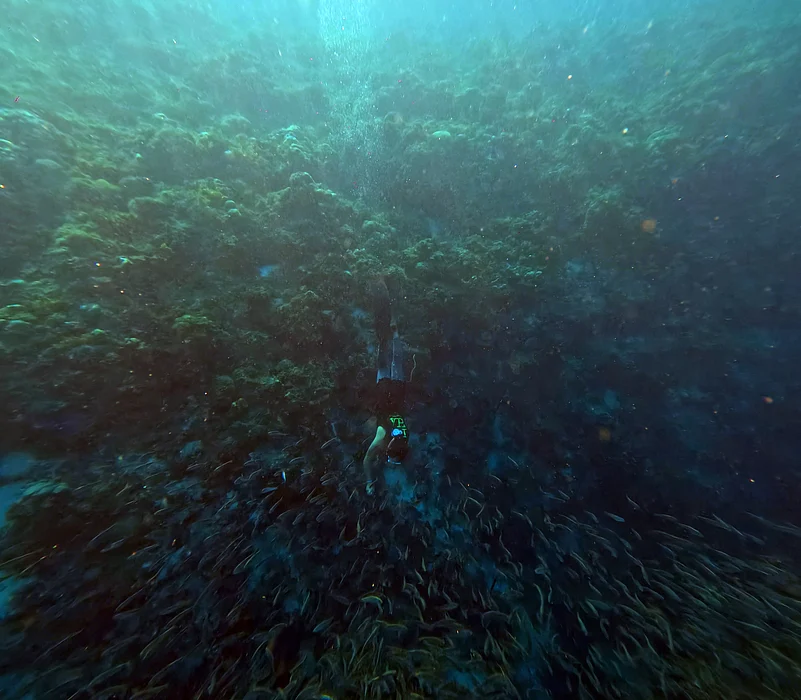 Tourist diving with the sardines