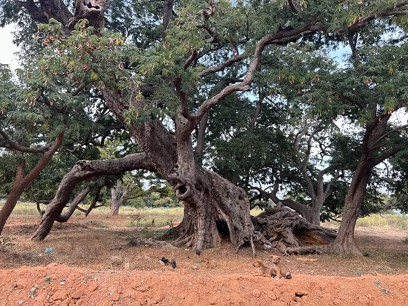 The Nallur Tamarind Grove