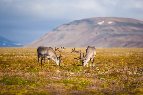 Reindeer graze on summer grass in Svalbard
