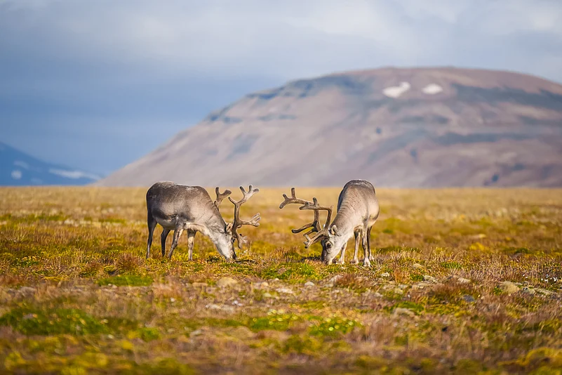 Reindeer graze on summer grass in Svalbard