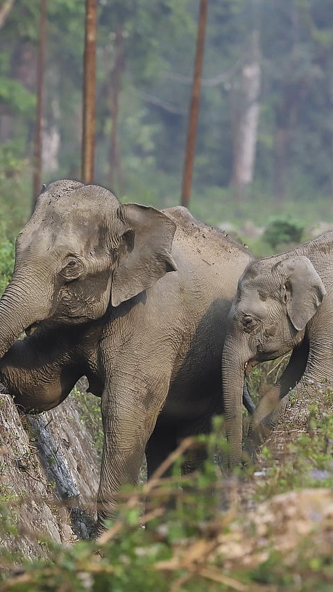 A shot of elephants for reperesentational purpose only
