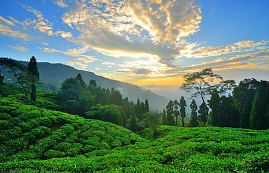 Shutterstock : Explore tea gardens in Takdah