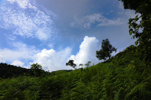 A view of Coorg, a place preffered by frolleagues