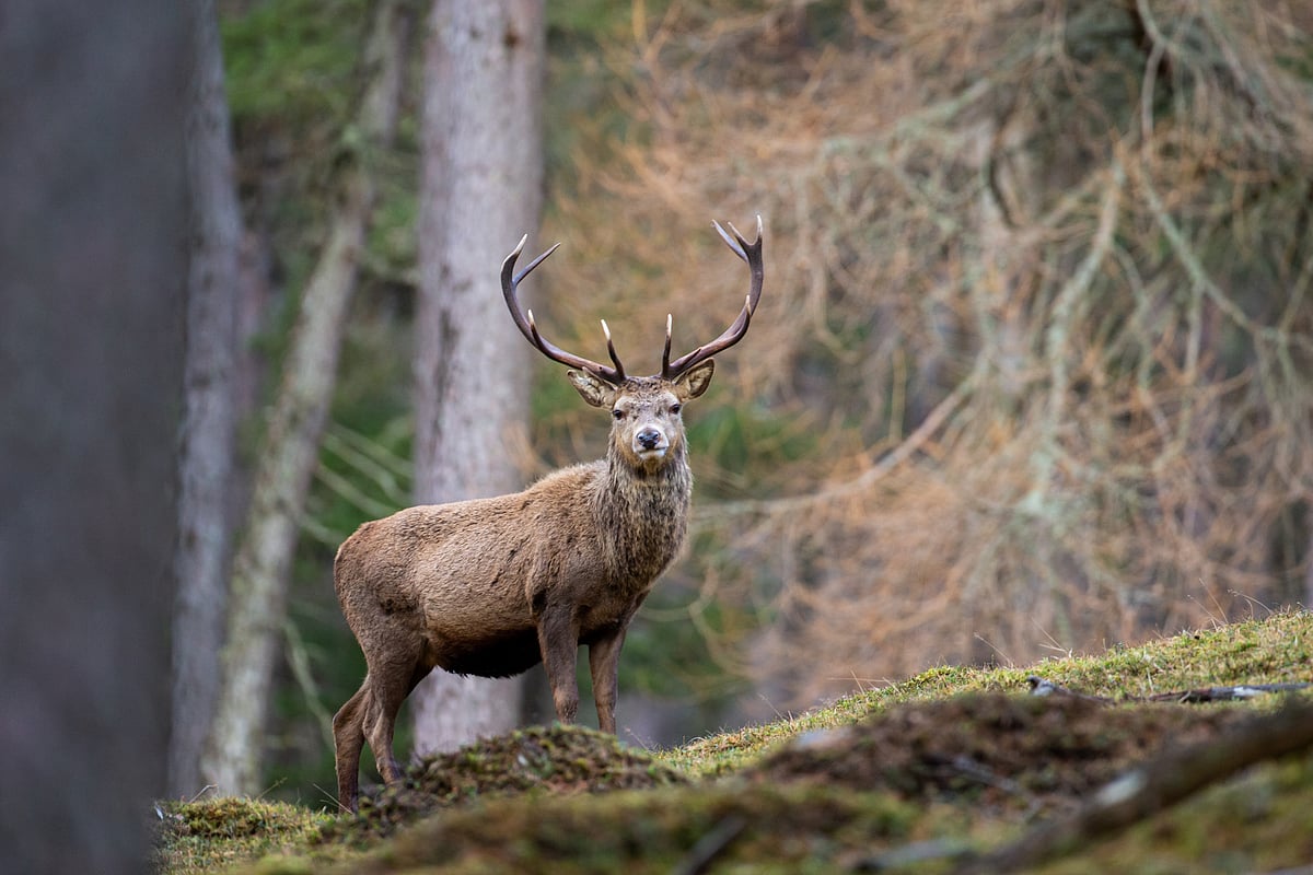 Inside the Cairngorms National Park