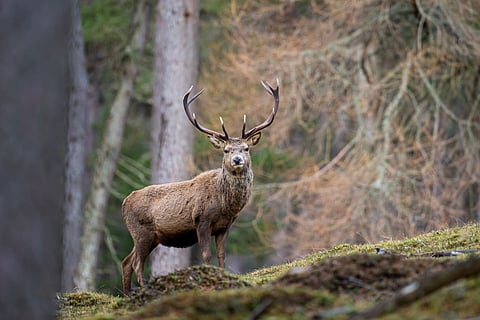 Inside the Cairngorms National Park