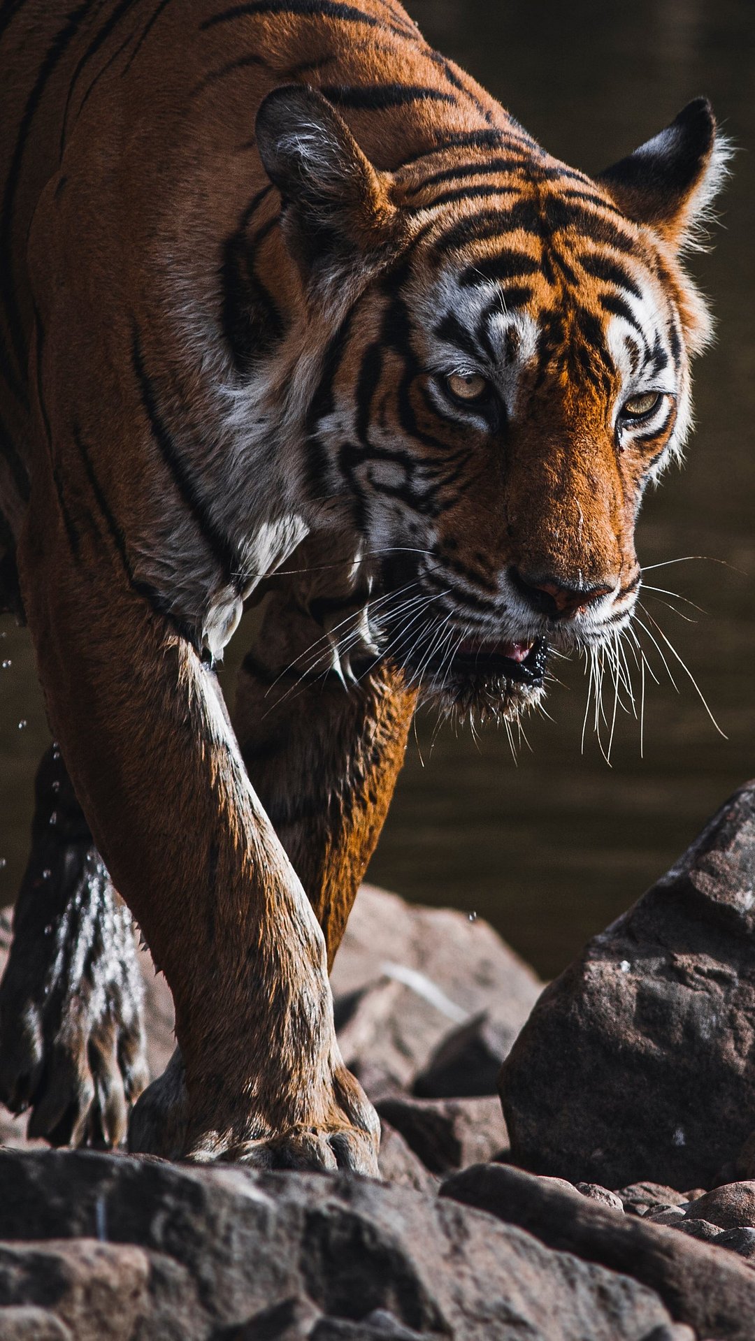 A portrait of the legendary tigress Machli from Ranthambhore