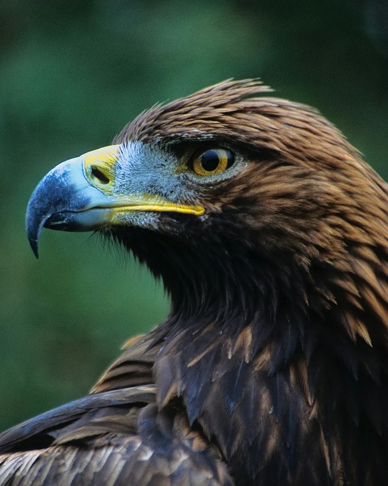 A close-up of a Golden Eagle - allcanadaphotos/instagram