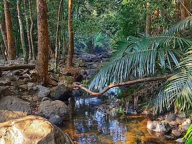 stikkas123/Instagram : The view on the way to the Dudhsagar Falls of Mollem National Park