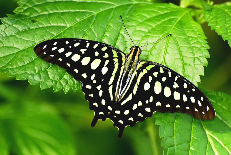 The tailed jay perches on a leaf