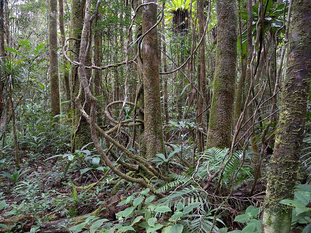 Lowland rainforest, Masoala National Park, Madagascar
