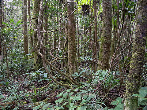 Lowland rainforest, Masoala National Park, Madagascar