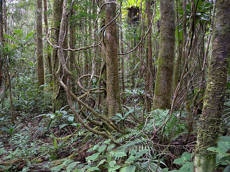 Lowland rainforest, Masoala National Park, Madagascar