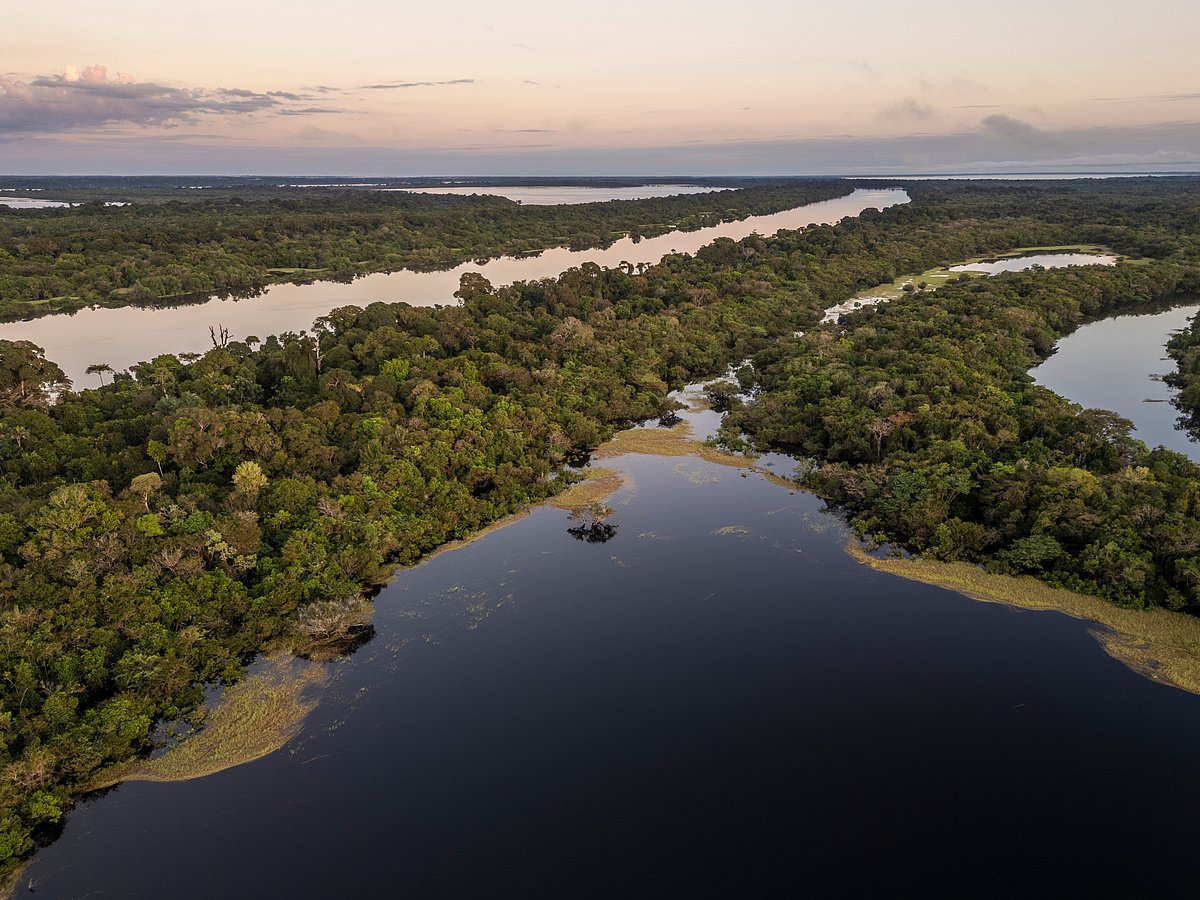 The Amazon rainforest has faced significant destruction over the years