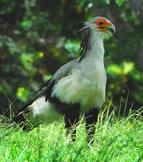 A shot of a Secretarybird