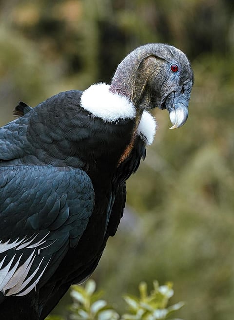 A shot of Andean Condor