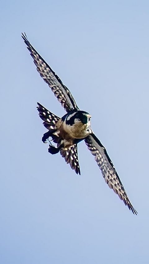 A Black-thighed Falconet midair