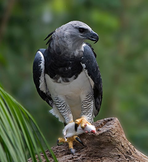 An elegant Harpy Eagle