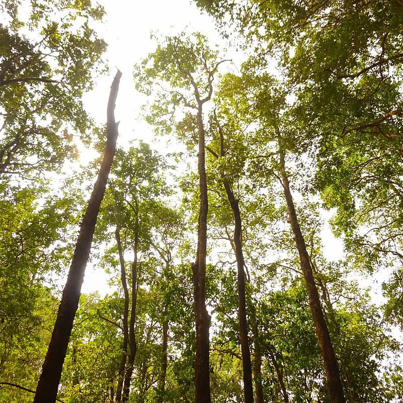The forest canopy of Mollem National Park