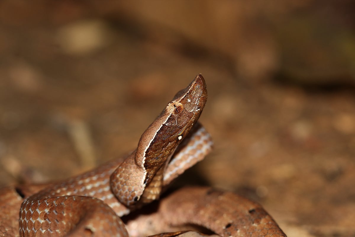 A hump-nosed pit viper in Mollem National Park