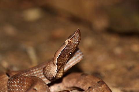 A hump-nosed pit viper in Mollem National Park
