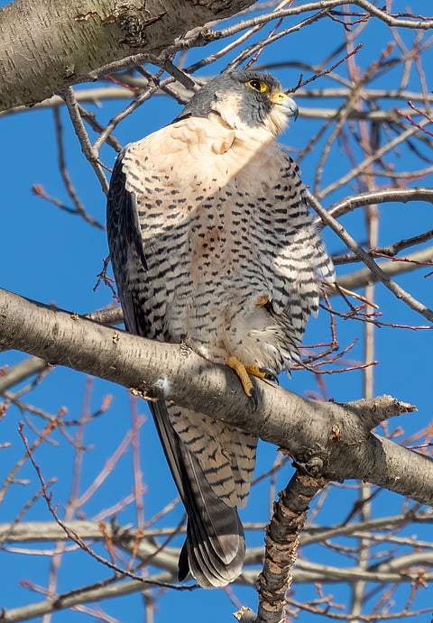 A Peregrine Falcon in a forest