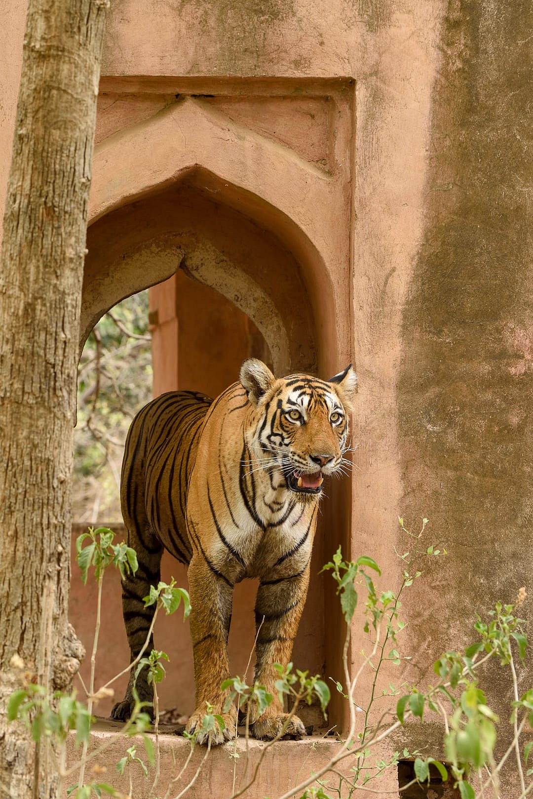 @SMNK1972/x : The beautiful queen of Ranthambore, late Arrowhead