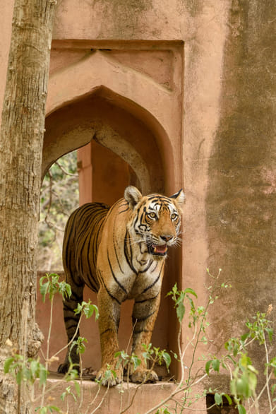 @SMNK1972/x : The beautiful queen of Ranthambore, late Arrowhead