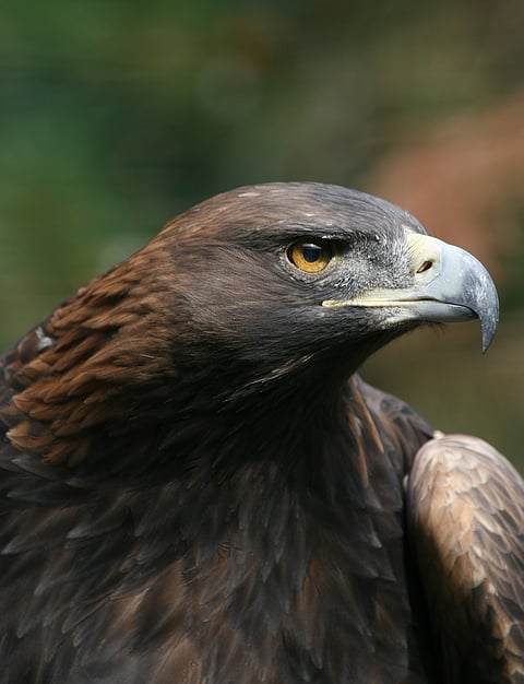 A close-up of a Golden Eagle