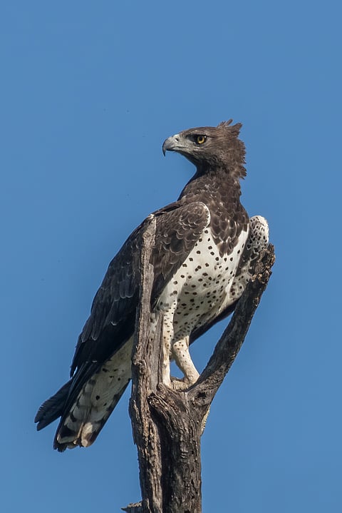 A Martial Eagle sits on a treetop