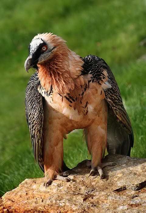 A Bearded Vulture in its habitat