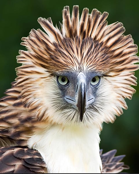 A close-up of a Philippine Eagle