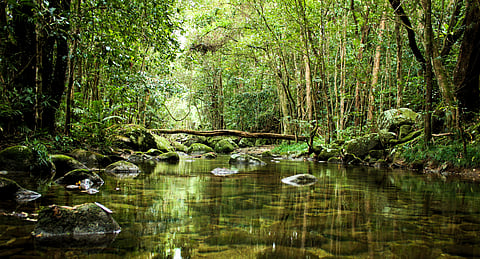 Daintree is located in Tropical North Queensland
